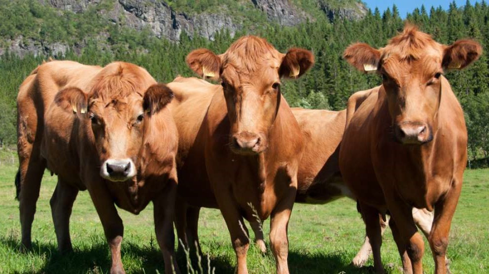 Vestlandsk Raudkolle cattle from Norway. Credit: Anna Caroline Rehnberg, NIBIO 