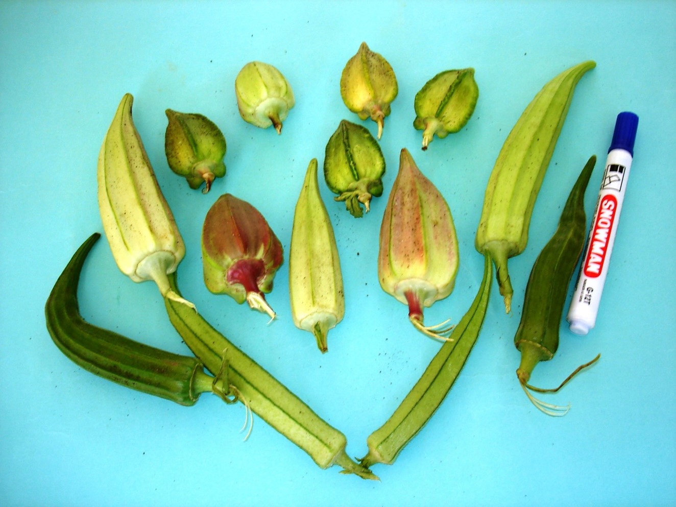 Variations in size, colour and shape of okra accessions