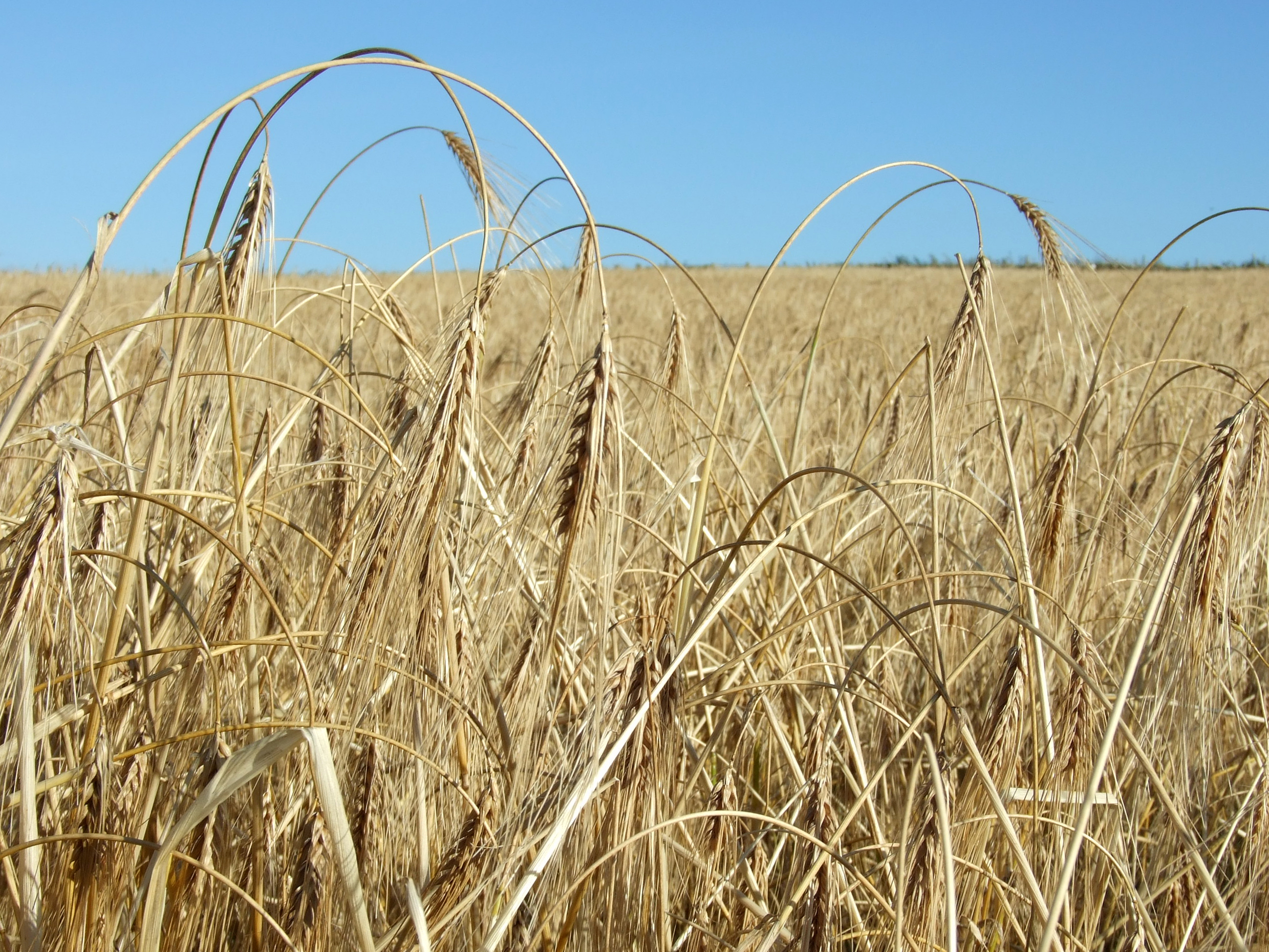 Bere barley. Credit: Peter Martin