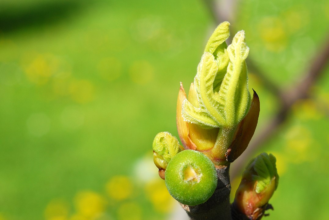 Ficus carica bud. Photo credit: Etienne, CC BY-SA 3.0, https://commons.wikimedia.org/w/index.php?curid=10009343 