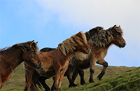 Faroese_horse1.png